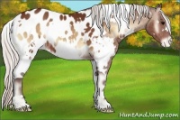 Horse Color:White Spotted Silver Bay Onyx Appaloosa 