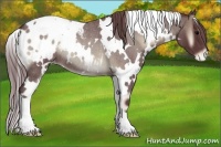Horse Color:White Spotted Chocolate Smoky Blue Onyx Roan Appaloosa
