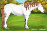 Horse Color:White Spotted Buckskin Pearl 