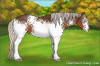 Horse Color:White Spotted Silver Brown