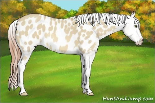Horse Color:Sable Cream Champagne Dun Appaloosa