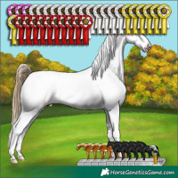 Horse Color:Buckskin Appaloosa