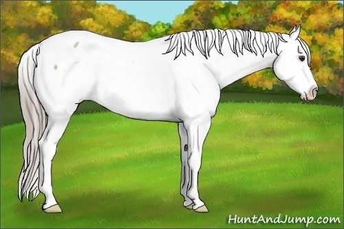 Horse Color:Chocolate Palomino Dun Snowcap