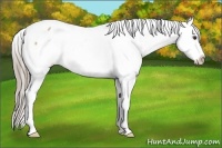 Horse Color:Chocolate Palomino Dun Appaloosa 