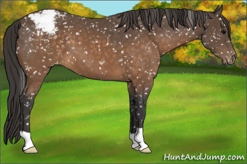 Horse Color:Buckskin Snowflake Varnish