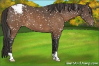 Horse Color:Buckskin Snowflake Varnish