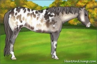 Horse Color:Buckskin Onyx Appaloosa