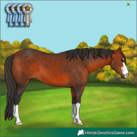 Horse Color:Bay 