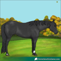 Horse Color:Black 