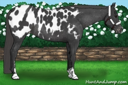 Horse Color:Smoky Black Sabino Near Leopard Rabicano 