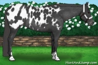 Horse Color:Smoky Black Sabino Near Leopard Rabicano 