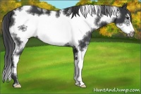 Horse Color:White Spotted Black Frame 