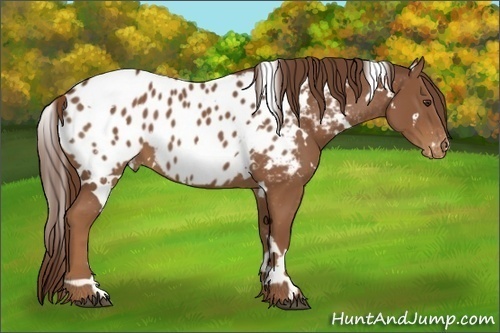 Horse Color:White Spotted Chestnut Appaloosa 