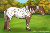 Horse Color:White Spotted Chestnut Appaloosa 