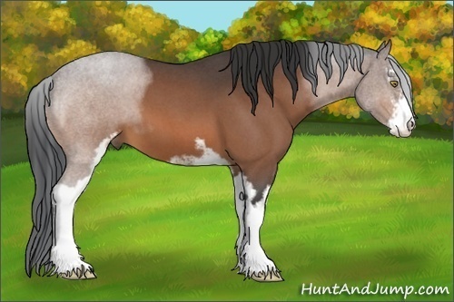 Horse Color:Bay Roan Sabino