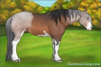 Horse Color:Bay Roan Sabino 