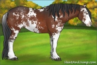 Horse Color:Bay Sabino Rabicano 