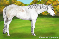 Horse Color:Gray Brown Sabino 
