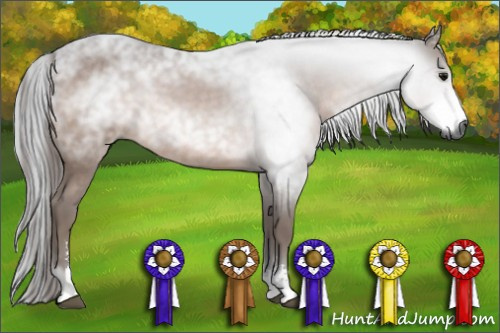 Horse Color:Gray Bay Sabino