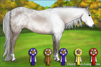 Horse Color:Gray Bay Sabino 