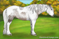Horse Color:Gray Silver Bay Sabino Tobiano