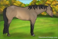 Horse Color:Buckskin Dun