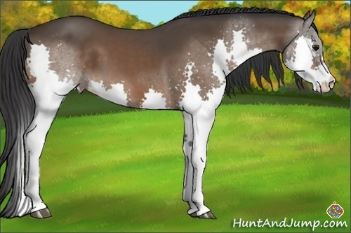 Horse Color:Brown Splash 