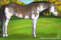 Horse Color:Brown Splash