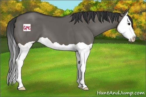 Horse Color:Grullo Splash 