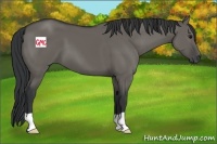 Horse Color:Grullo