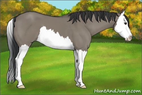 Horse Color:Grullo Sabino Splash 