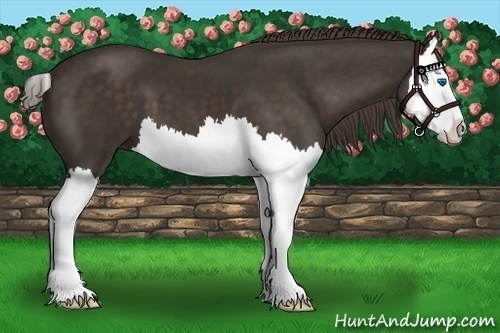 Horse Color:Liver Chestnut Splash