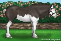 Horse Color:Liver Chestnut Splash 