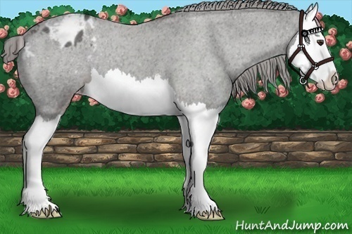 Horse Color:Liver Red Roan Splash Varnish 