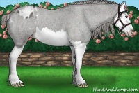 Horse Color:Liver Red Roan Splash Appaloosa 