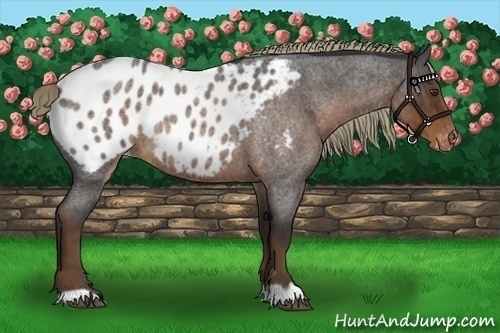 Horse Color:Liver Red Roan Appaloosa Rabicano 
