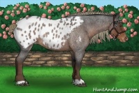 Horse Color:Liver Red Roan Blanket Rabicano 