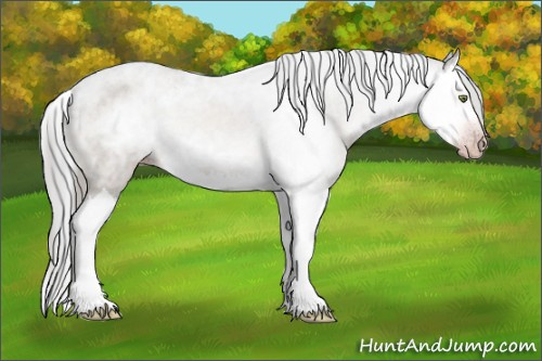 Horse Color:Gray Amber Champagne Splash Varnish 