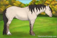 Horse Color:Amber Champagne Dun