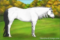 Horse Color:White Spotted Black Tobiano Frame Rabicano 