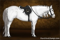Horse Color:White Spotted Brown Dun Appaloosa Rabicano 