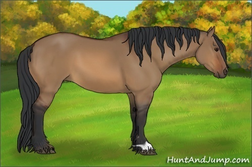 Horse Color:Bay Dun 
