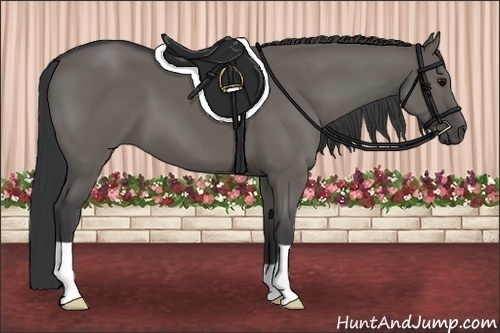 Horse Color:Grullo 