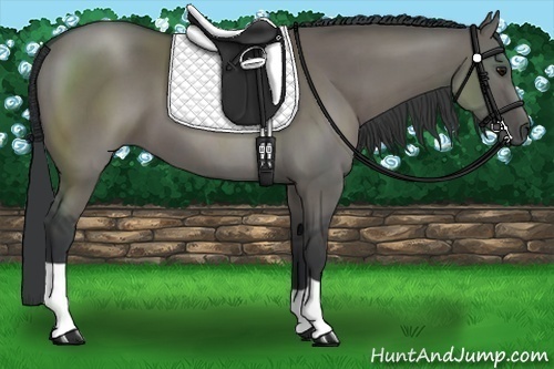 Horse Color:Grullo 