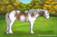 Horse Color:White Spotted Silver Brown