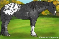 Horse Color:Black Appaloosa 