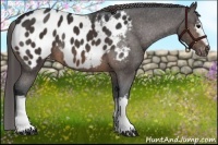 Horse Color:White Spotted Brown Appaloosa Rabicano