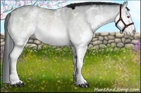 Horse Color:White Spotted Bay Chinchilla Splash Rabicano