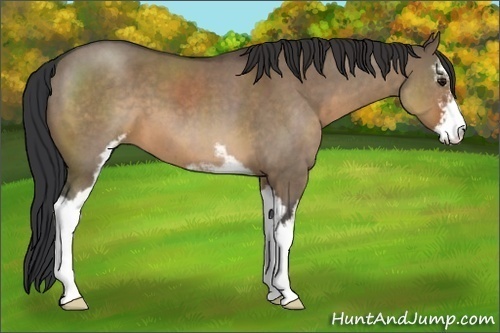 Horse Color:Brown Roan Dun Sabino