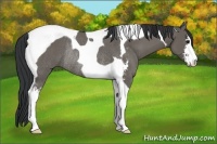 Horse Color:Grullo Sabino Tobiano Rabicano